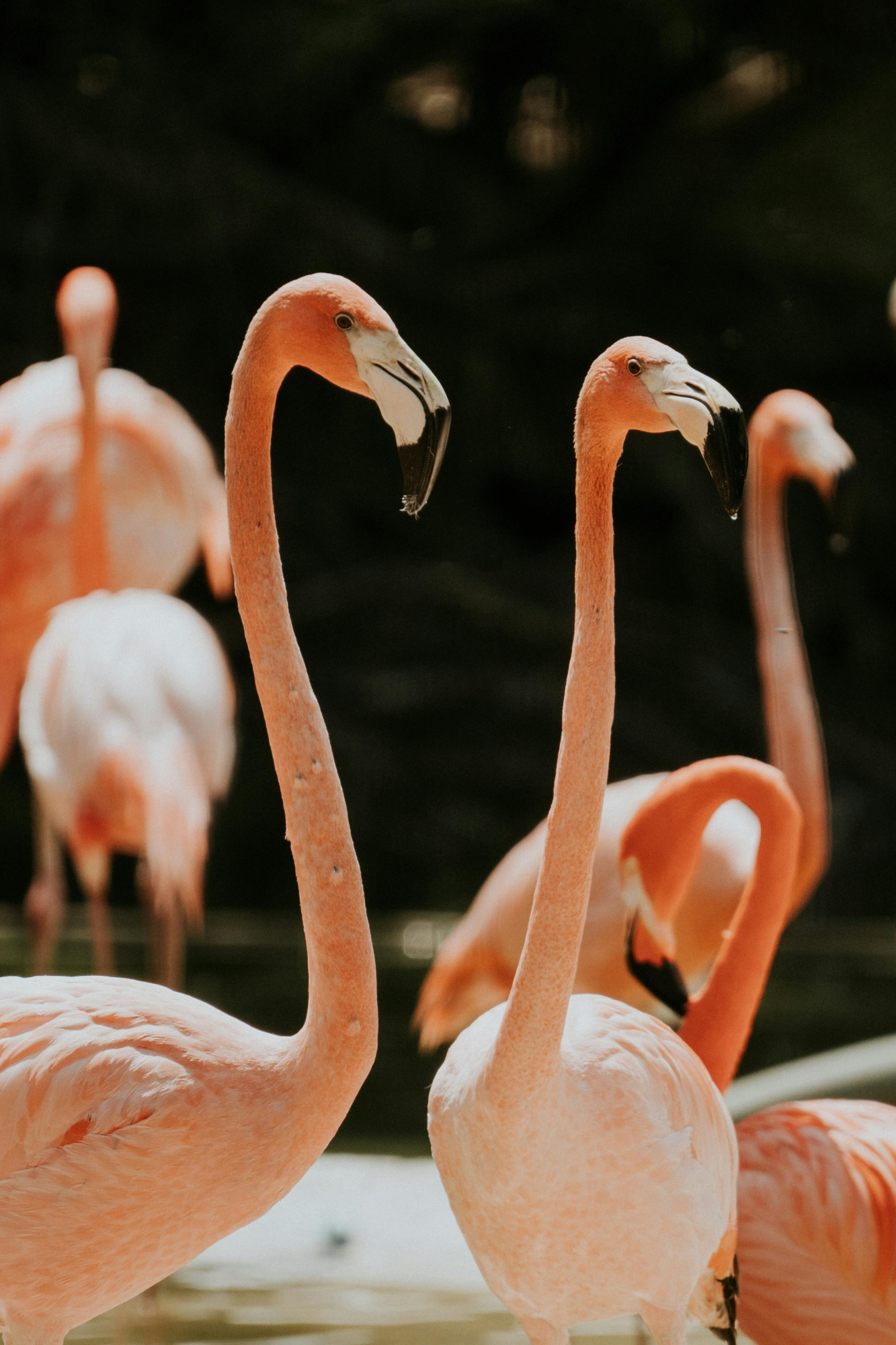 two flamingos standing together