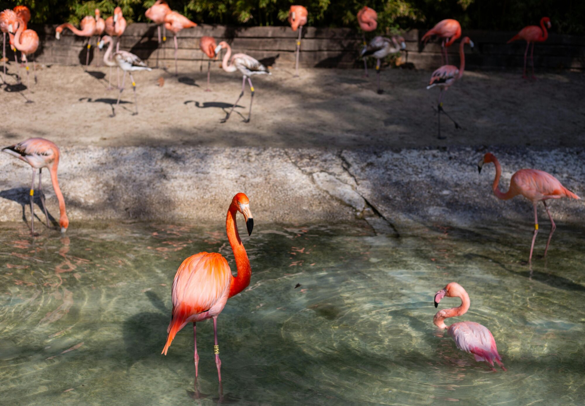 a flock of flamingos on lake water