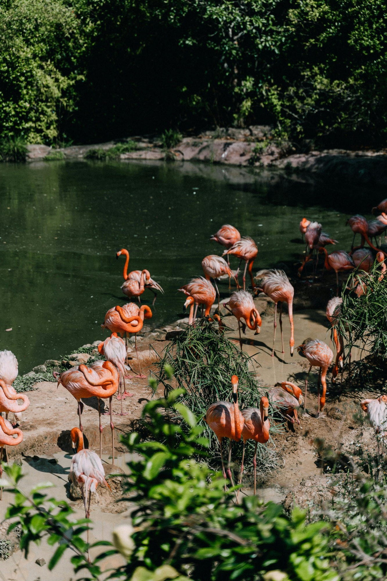 A flock of flamingos standing by a body of water