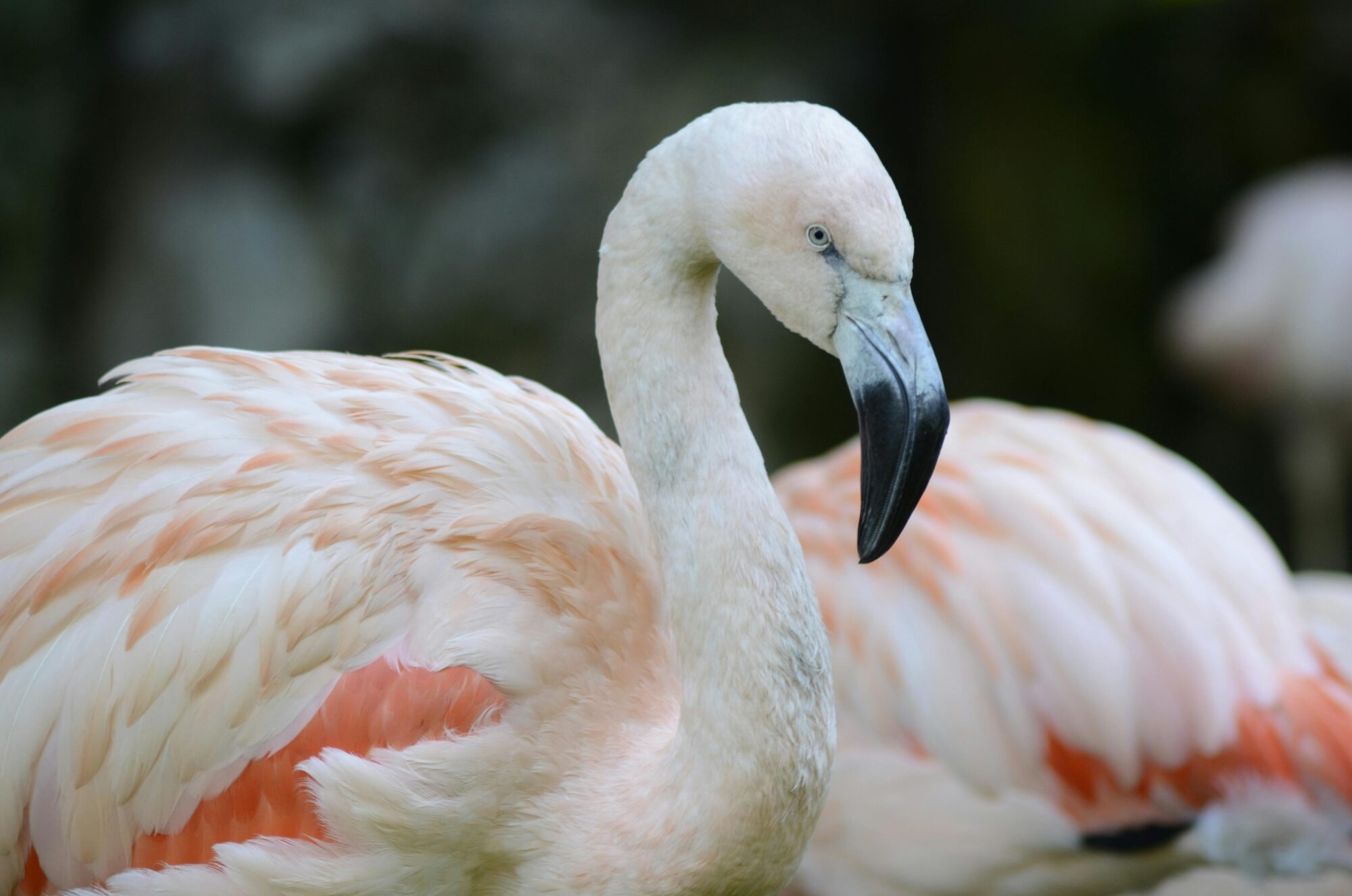 side portrait shot of a light pink flamingo