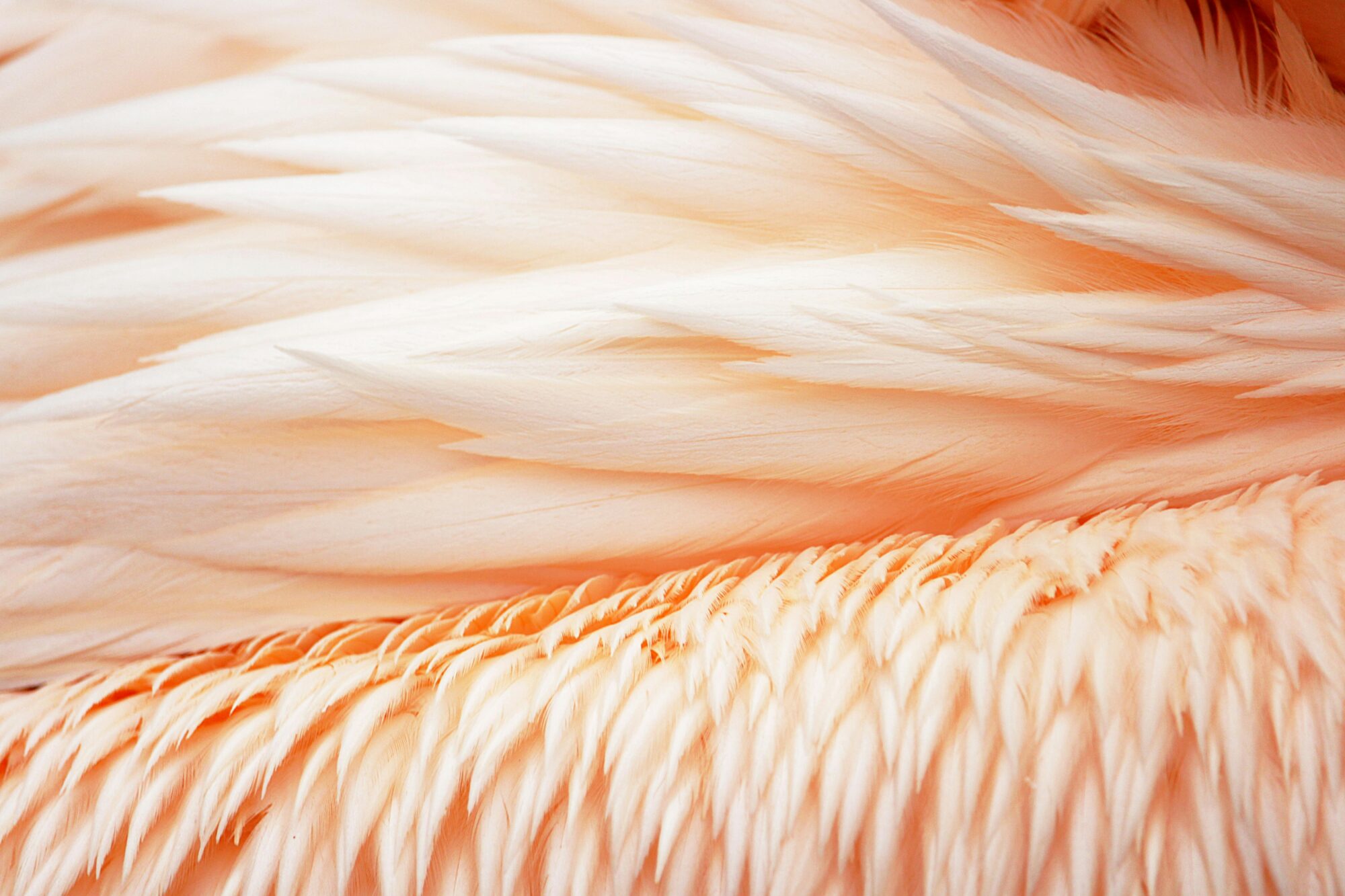 extreme close up of flamingo feathers