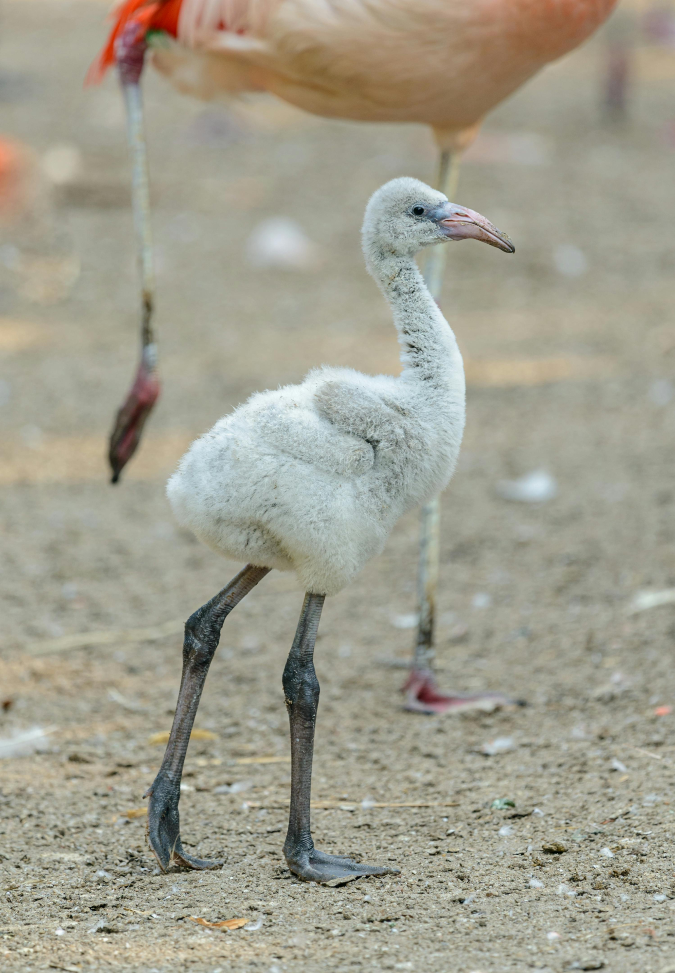 a baby flamingo standing