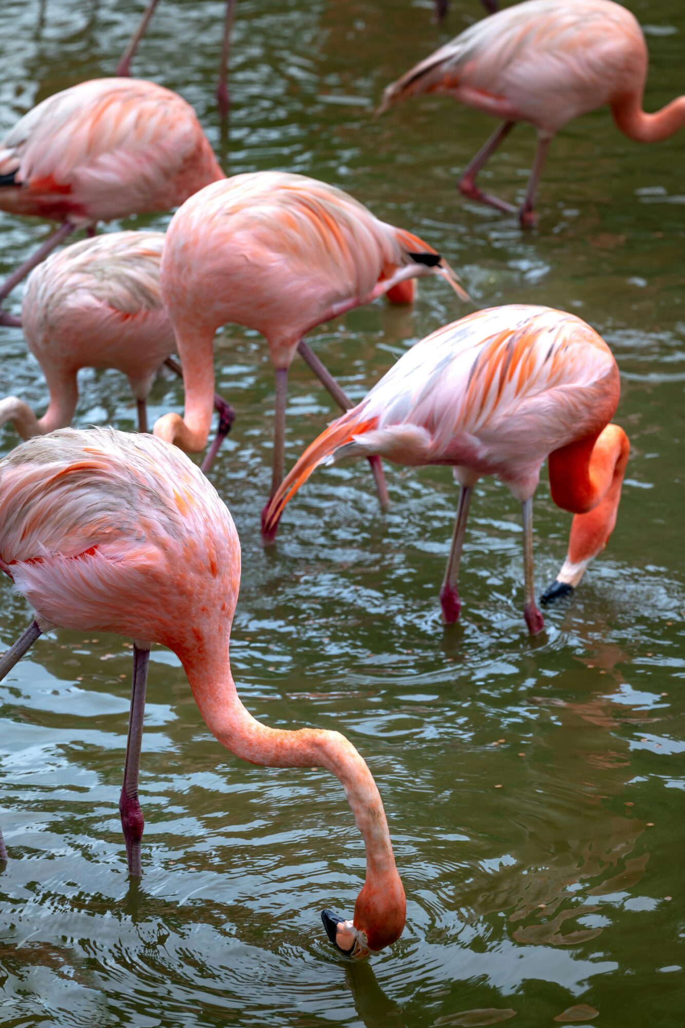 a group of flamingos filter feeding