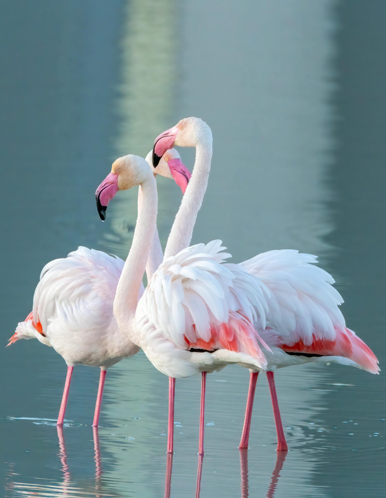 three flamingos standing in water together