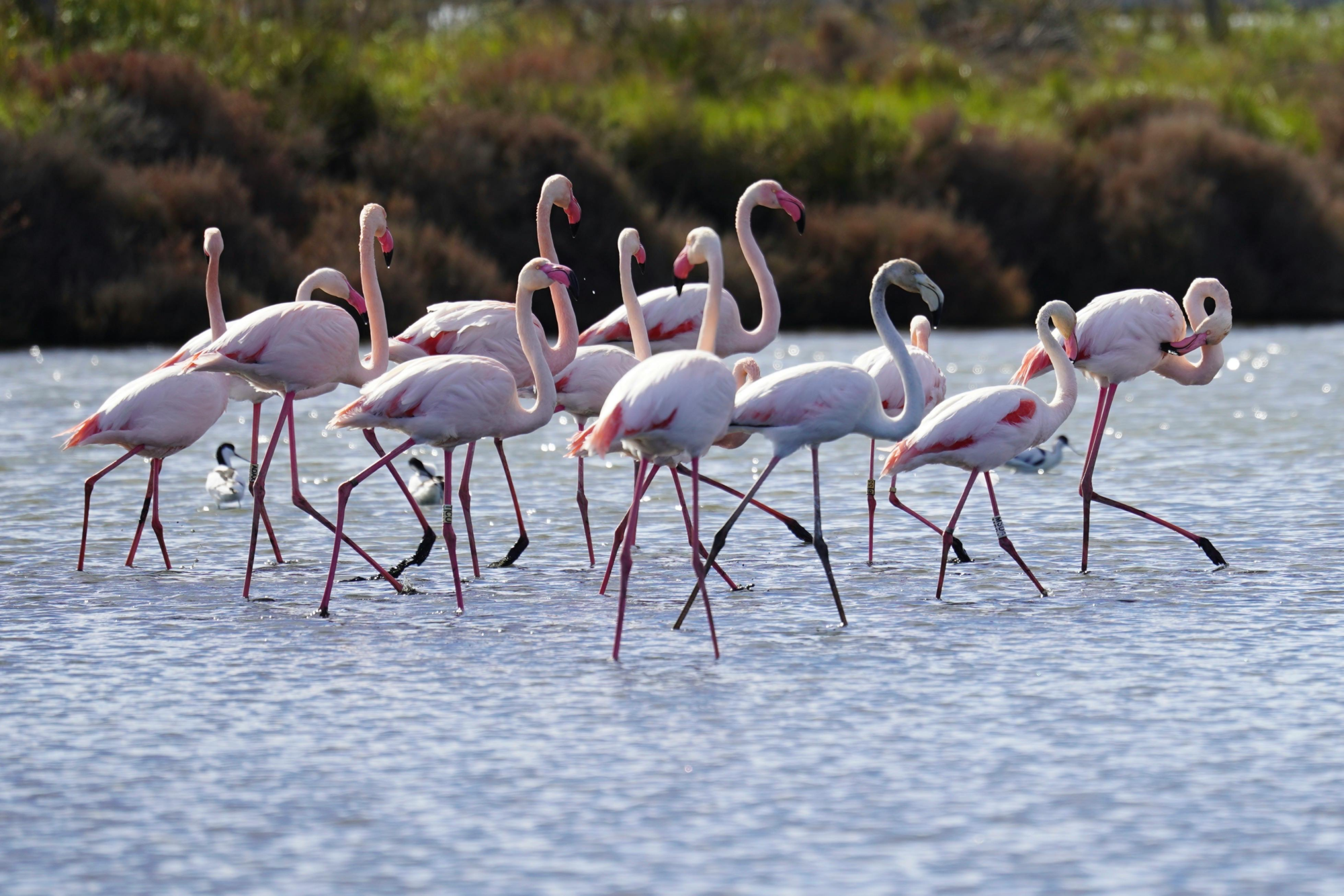 A flock of flamingos standing in a body of water together