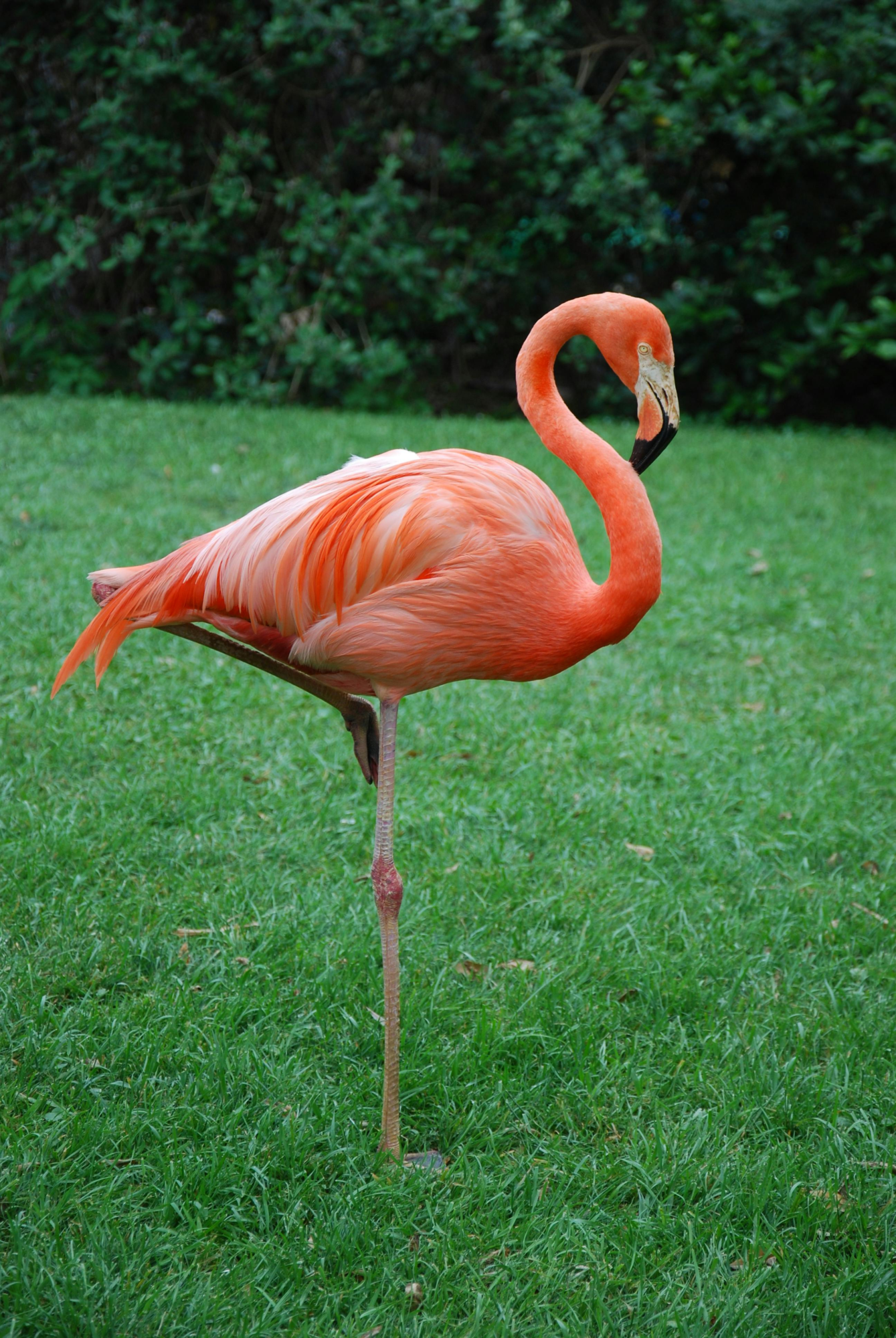 a flamingo standing in grass