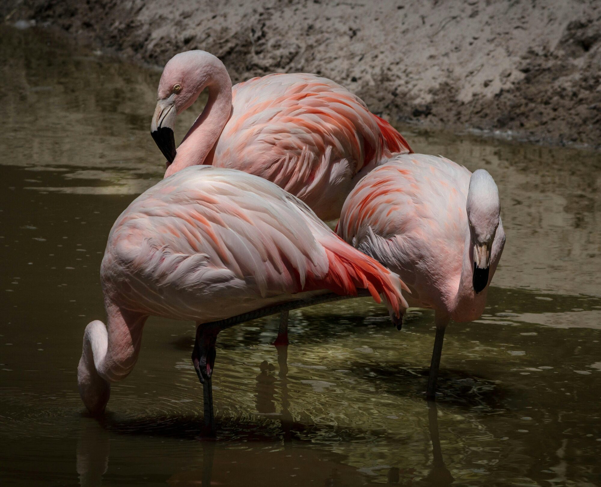 three flamingos standing in water together