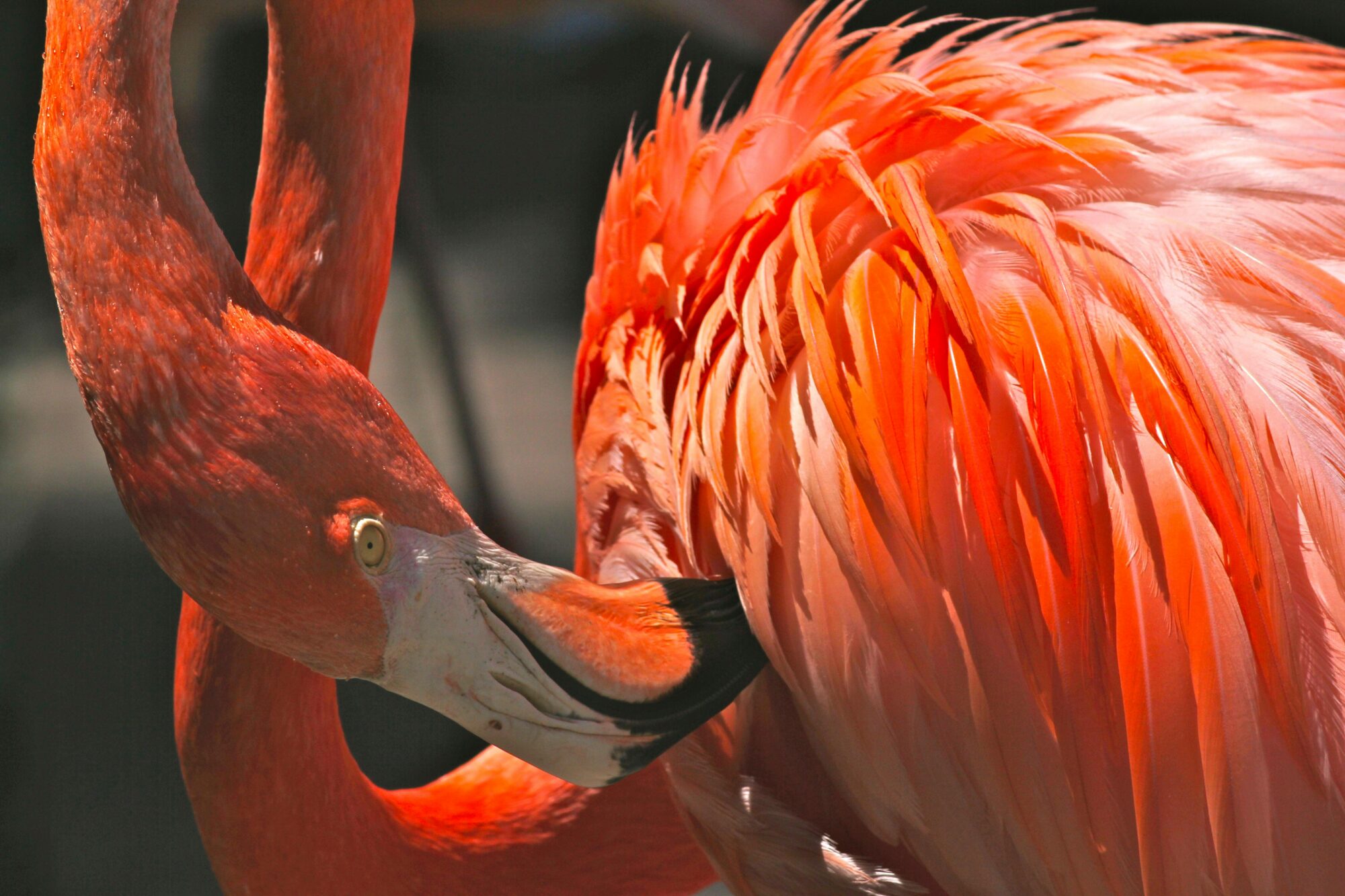 flamingo bird preening its feathers
